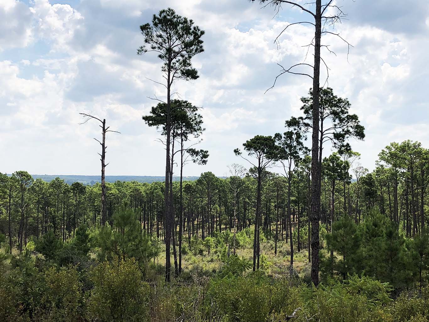 Bastrop State Park